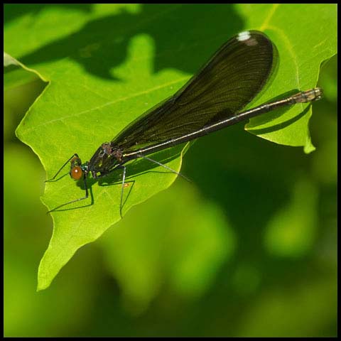 Ebony Jewelwing