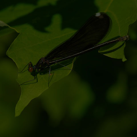 Ebony Jewelwing