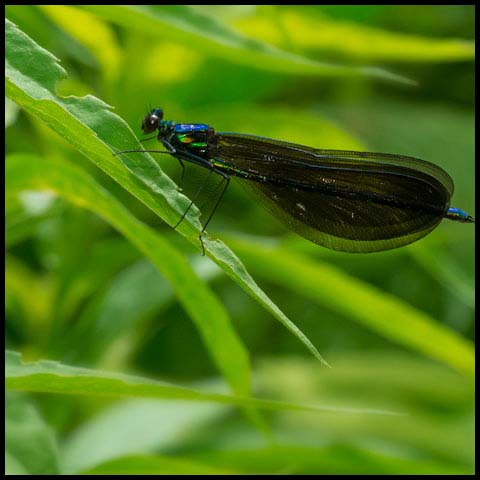 Ebony Jewelwing