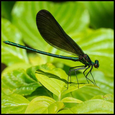 Ebony Jewelwing