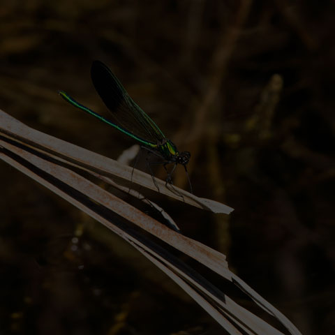 River Jewelwing