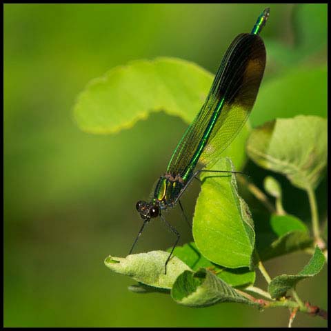 River Jewelwing