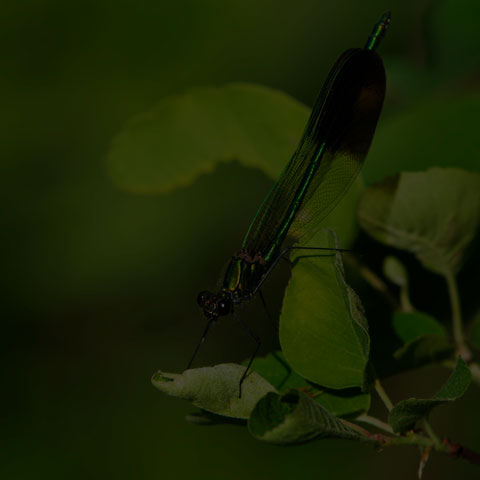 River Jewelwing