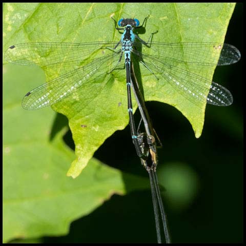 Aurora Damsel