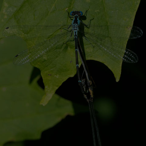 Aurora Damsel