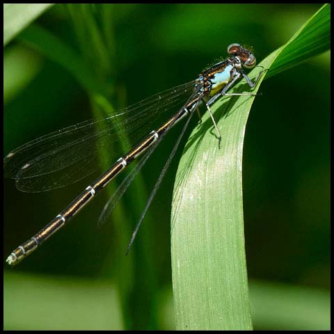 Aurora Damsel