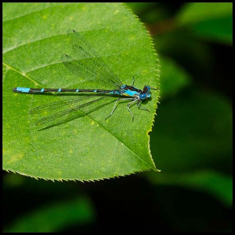 Aurora Damsel