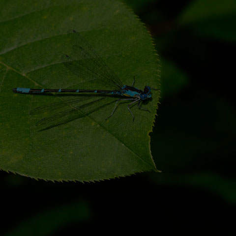 Aurora Damsel