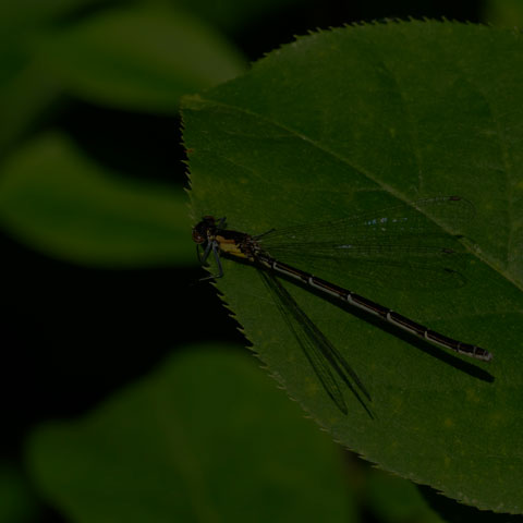 Aurora Damsel