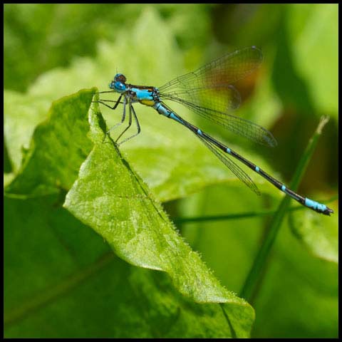 Aurora Damsel