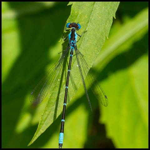 Aurora Damsel