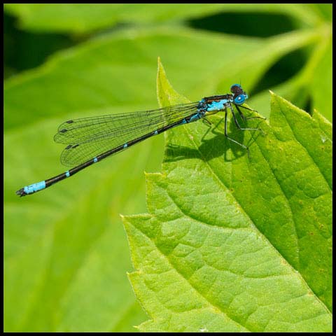 Aurora Damsel