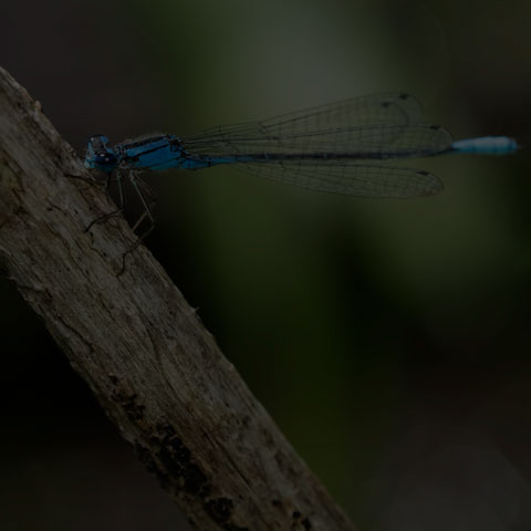 Azure Bluet