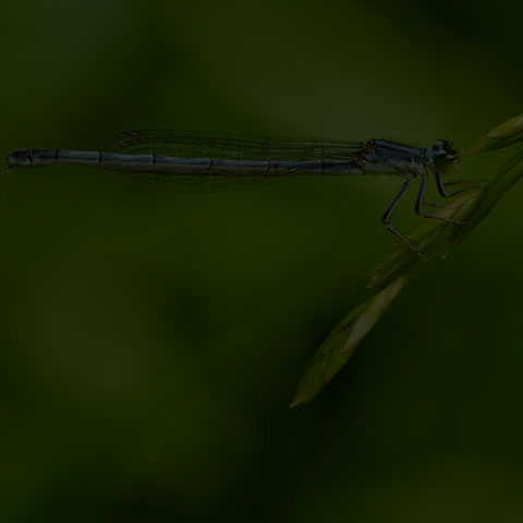 Eastern Forktail