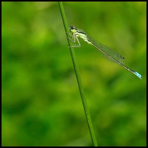 Eastern Forktail