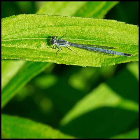 Eastern Forktail