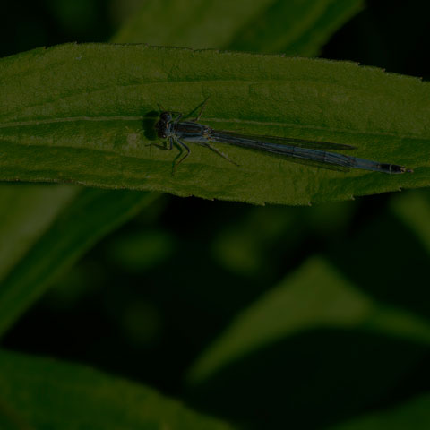 Eastern Forktail