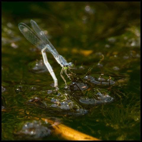 Eastern Forktail