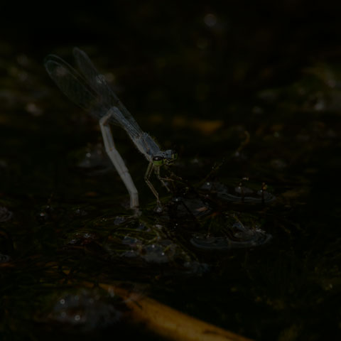 Eastern Forktail