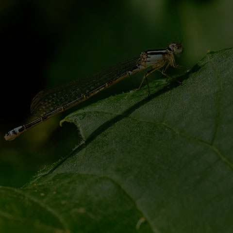 Eastern Forktail