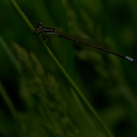 Eastern Forktail