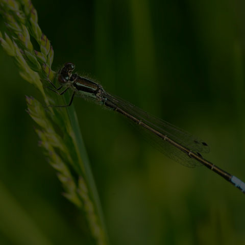 Eastern Forktail