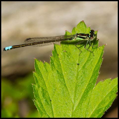 Eastern Forktail