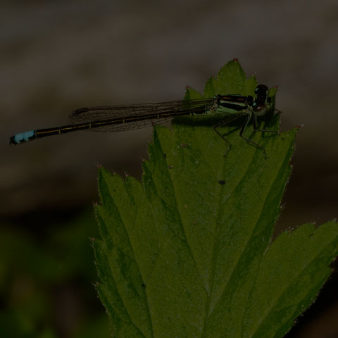 Eastern Forktail