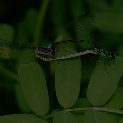 Eastern Forktail