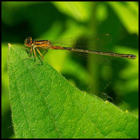 Eastern Forktail