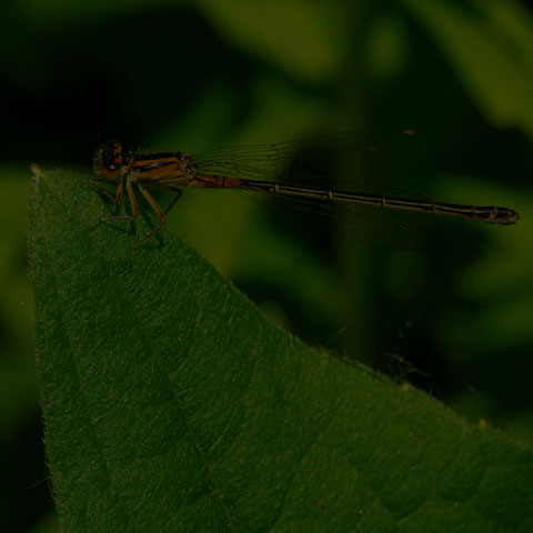 Eastern Forktail