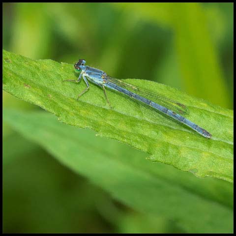 Eastern Forktail