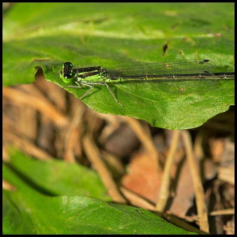 Eastern Forktail