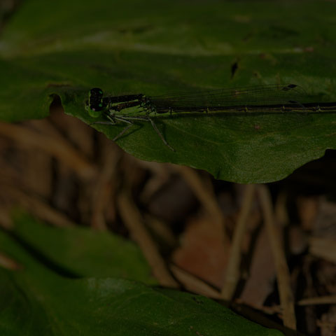 Eastern Forktail