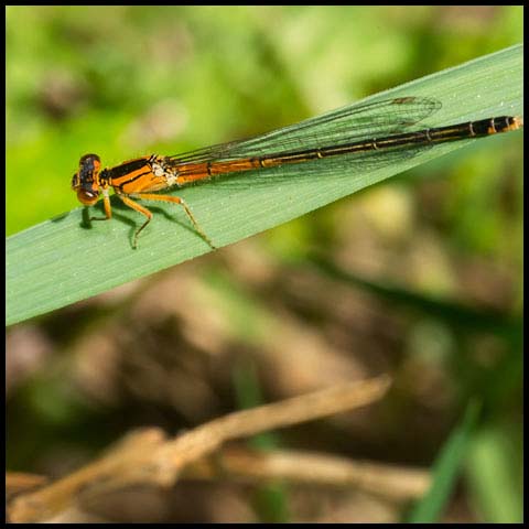 Eastern Forktail