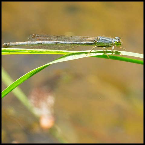 Eastern Forktail