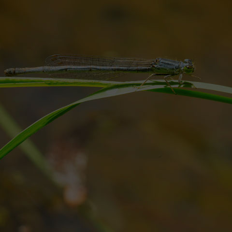 Eastern Forktail