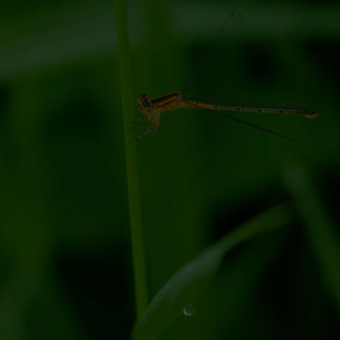 Eastern Forktail