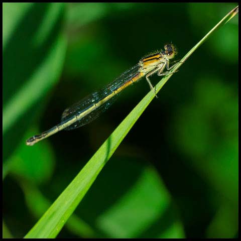 Eastern Forktail