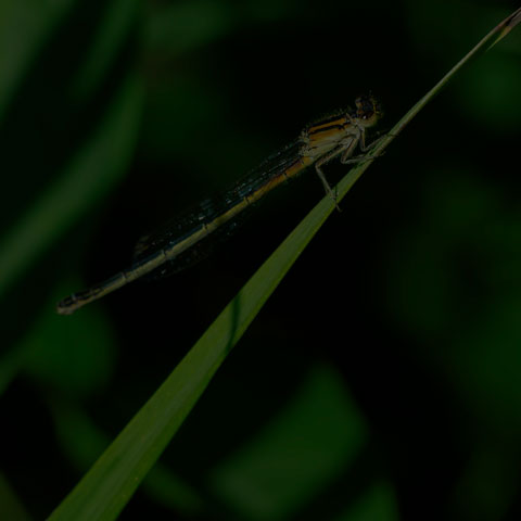 Eastern Forktail