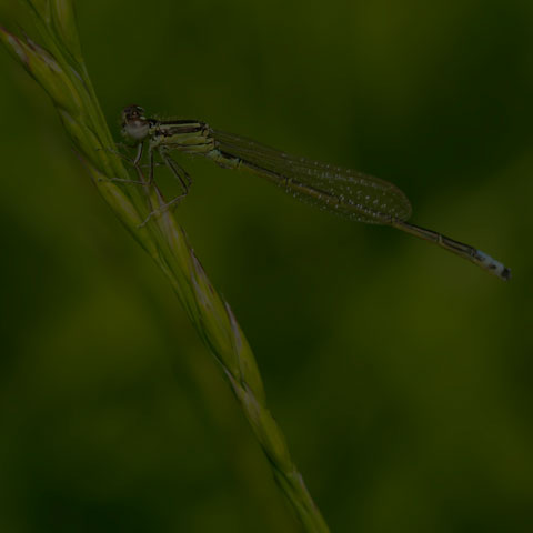 Eastern Forktail