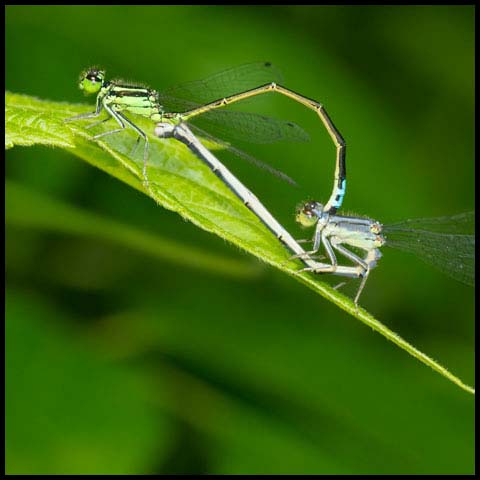 Eastern Forktail