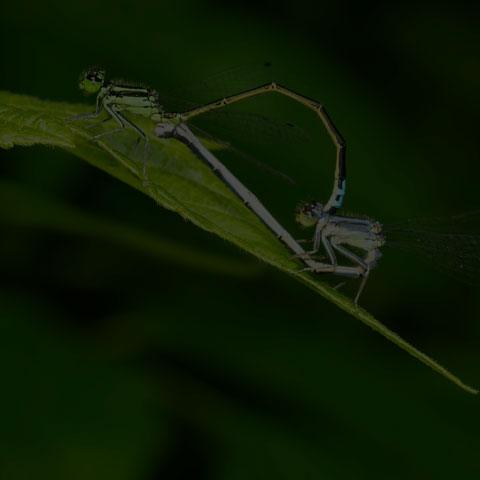 Eastern Forktail