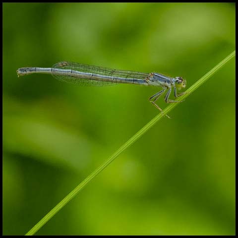 Eastern Forktail