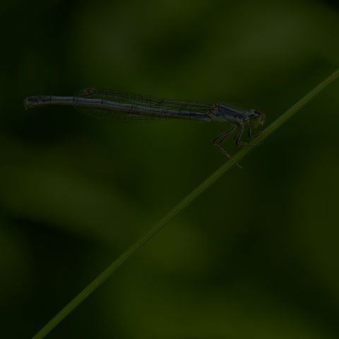 Eastern Forktail