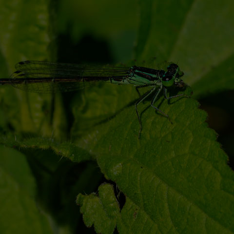 Eastern Forktail