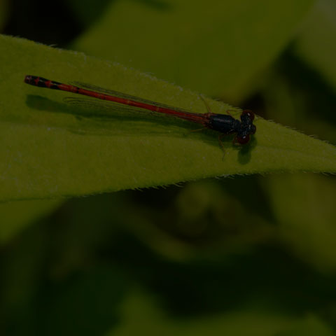 Eastern Red Damsel