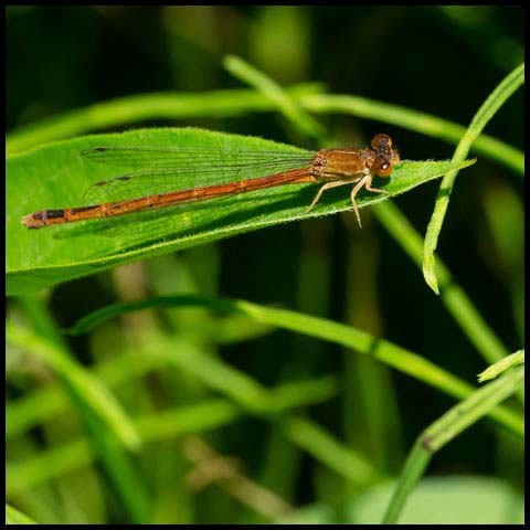 Eastern Red Damsel