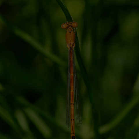 Eastern Red Damsel