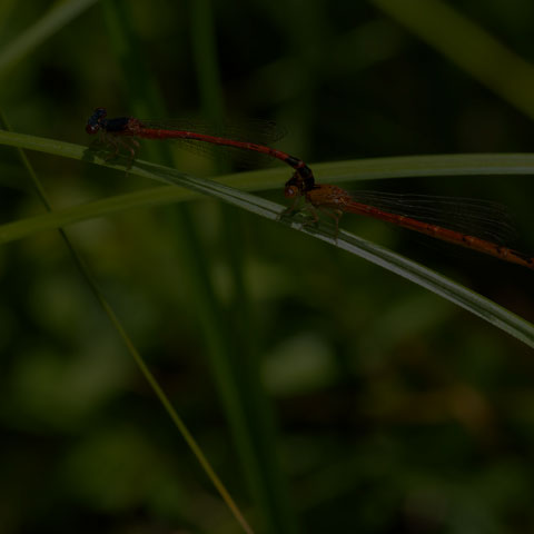 Eastern Red Damsel